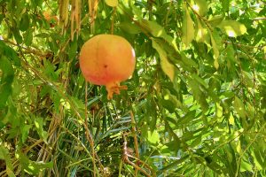 Première fois que nous voyons des grenades sur leur arbre.
